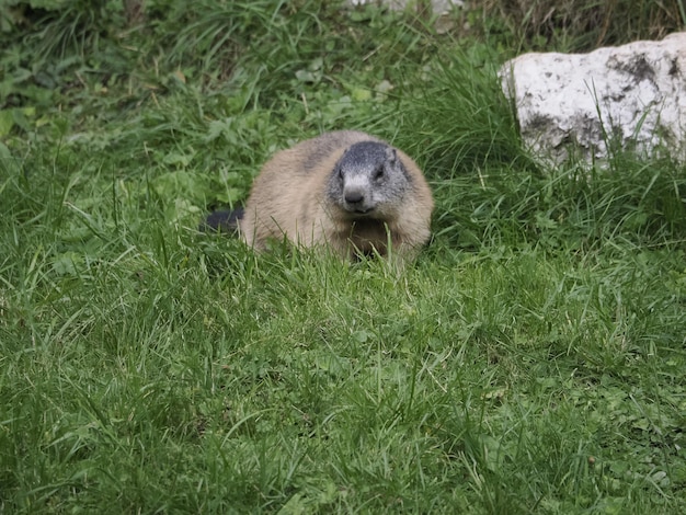 Marmota fora do retrato do ninho