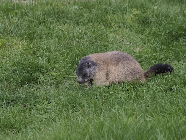 Marmota fora do retrato do ninho