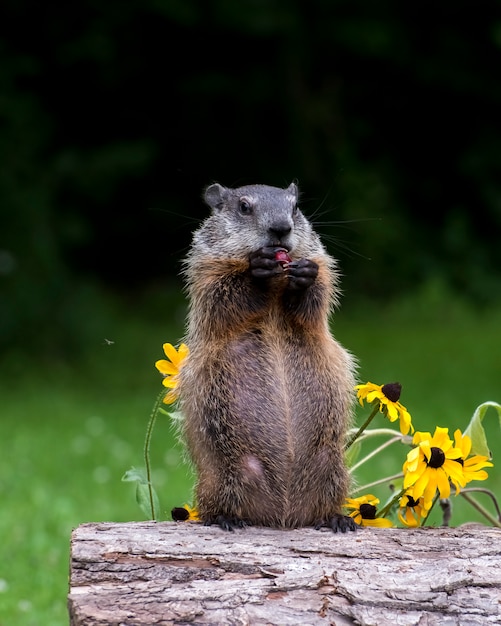 Marmota jovem tomando café da manhã, comida agarrada em garras