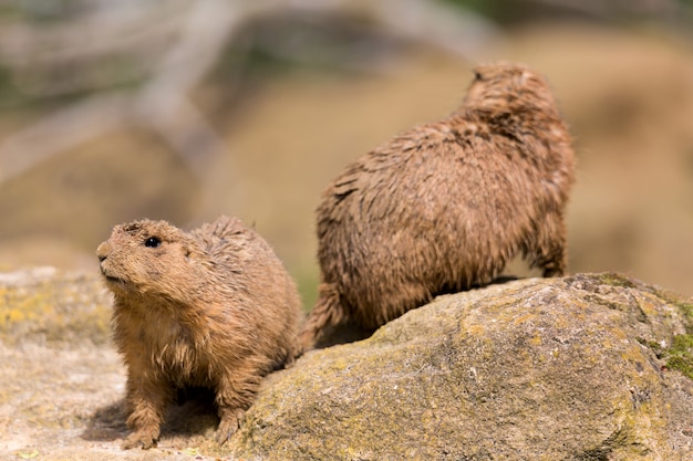 Marmota marmota animais ao ar livre