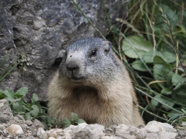 Marmota marmota fuera de nido retrato