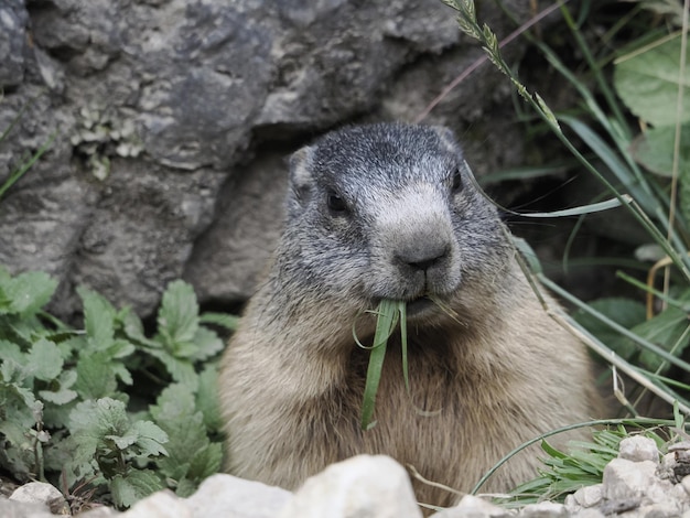 Marmota marmota fuera de nido retrato