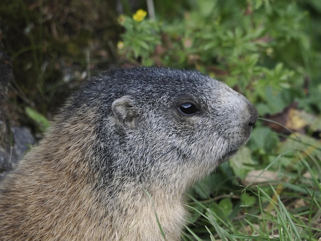 Marmota marmota fuera de nido retrato