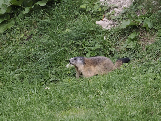 Marmota marmota fuera de nido retrato