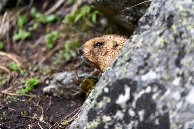 Marmota Marmota Marmota de pie en las rocas de las montañas Marmota en la naturaleza salvaje