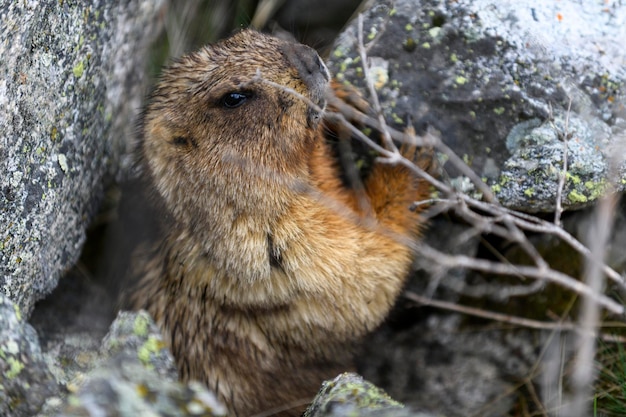 Marmota Marmota Marmota de pie en las rocas de las montañas Marmota en la naturaleza salvaje