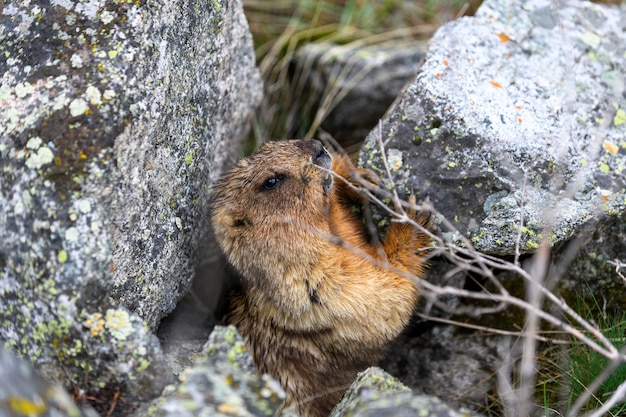 Marmota Marmota Marmota de pie en las rocas de las montañas Marmota en la naturaleza salvaje