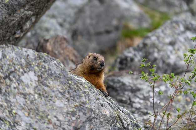 Marmota Marmota Marmota de pie en las rocas de las montañas Marmota en la naturaleza salvaje