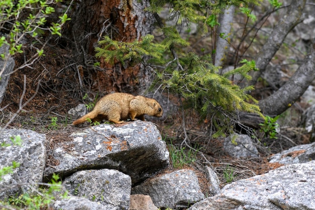 Marmota Marmota Marmota de pie en las rocas de las montañas Marmota en la naturaleza salvaje