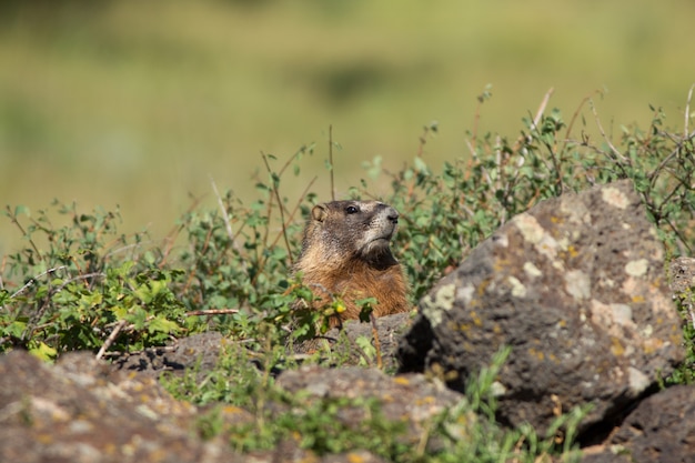 Marmota mira por encima de las rocas en Utah