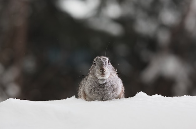 marmota en la nieve en invierno