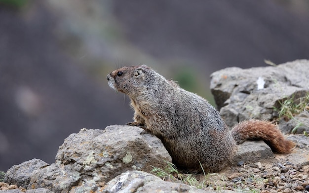 Marmota en el paisaje natural americano durante el día nublado