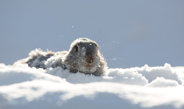 marmota parece fora da toca Suny dayGroundhog sombra Daymarmot