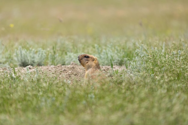 Marmota en primer plano de retrato de campo