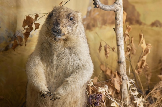 Marmota rellena en el monte Zugspitze Baviera Alemania