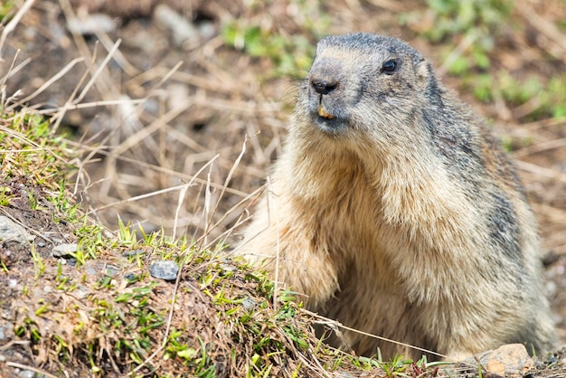 Marmota retrato de marmota enquanto olha para você em rochas e fundo de grama