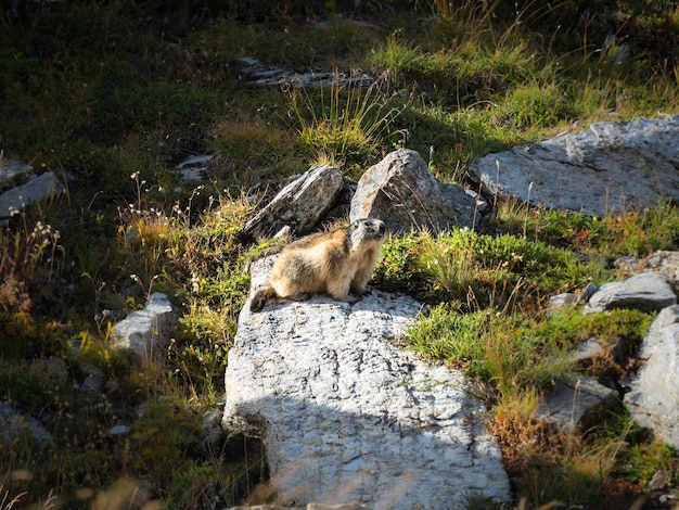 Marmota se aquecendo em pedras em um dia ensolarado