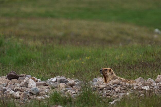 Marmota selvagem em seu ambiente natural de montanhas em tempo ensolarado de verão. a marmota alpina (marmota marmota) é um grande esquilo terrestre, da família das marmotas.