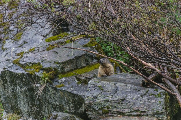 Marmota sentada em uma pedra