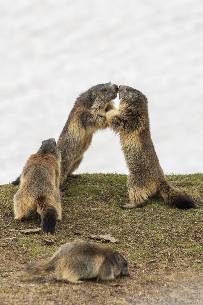 Marmotas brincando em um campo