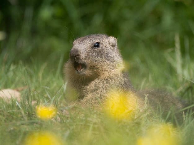 marmotas em um prado com flores amarelas na primavera Montanhas animais selvagens na europa