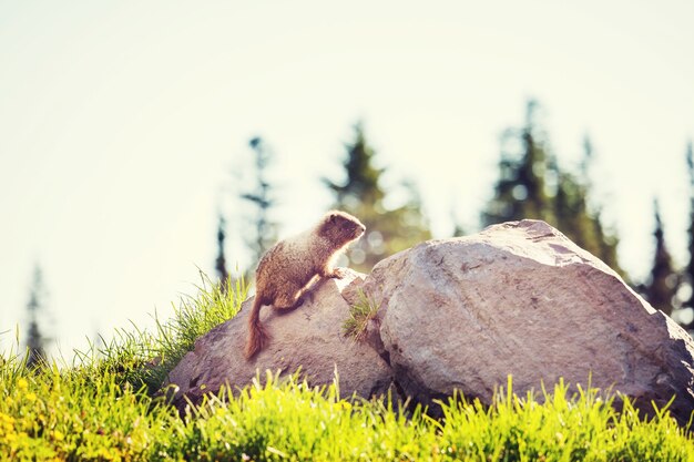 Foto marmotas en la pradera en las montañas de verano, naturaleza salvaje en américa del norte