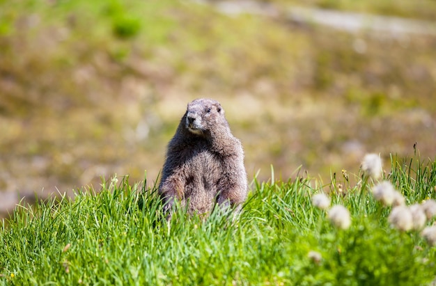 Marmotas en la pradera en las montañas de verano, naturaleza salvaje en América del Norte