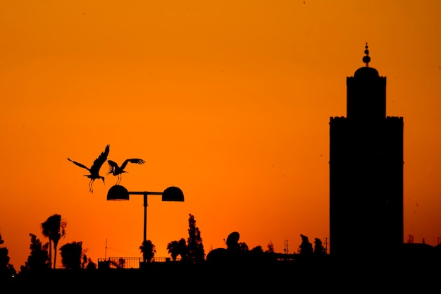 Foto maroc marrakech vista del atardecer con silueta de cigüeña