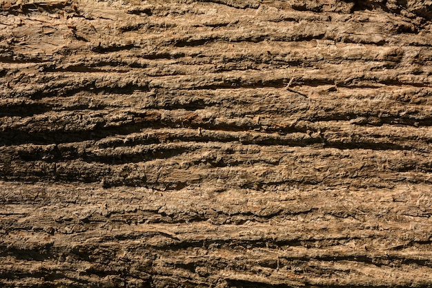 Marrom de textura de casca de teca - fundo