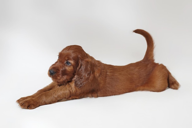 Foto marrón adorable sesión de fotos de cachorro setter irlandés en el estudio sobre un fondo blanco