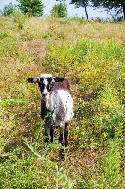 Marrón y blanco sin cuernos pueblo cabra pastando en un prado