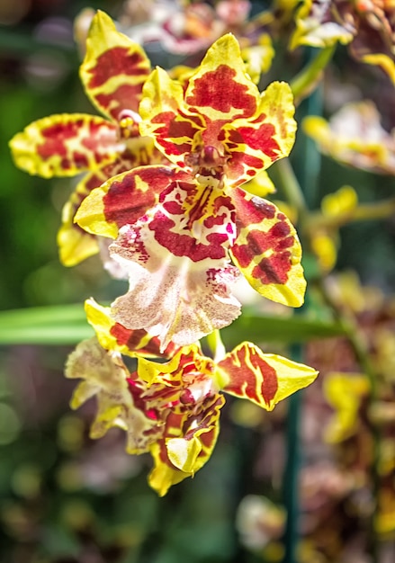 Marrón con flores amarillas de orquídeas