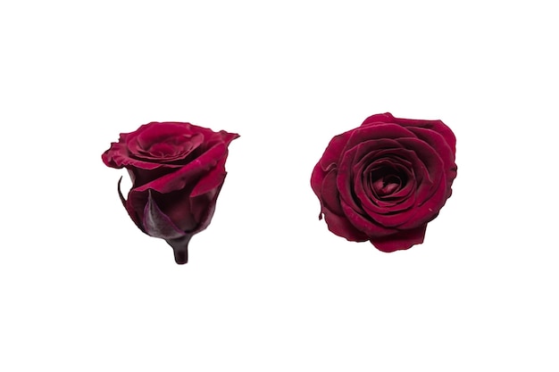 Marsala Farbe Rose isoliert auf weißem Hintergrund Seiten- und Draufsicht