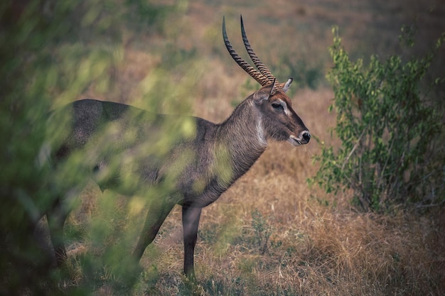 Marsh Goat no Parque Nacional Tsavo Quênia, África