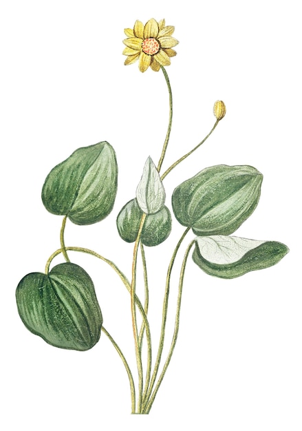 Marsh Marigold durchsichtig png