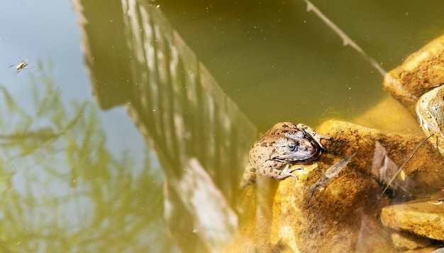 Marsh rana de cerca en el agua del estanque o lago Rana o Pelophylax ridibundus animales salvajes