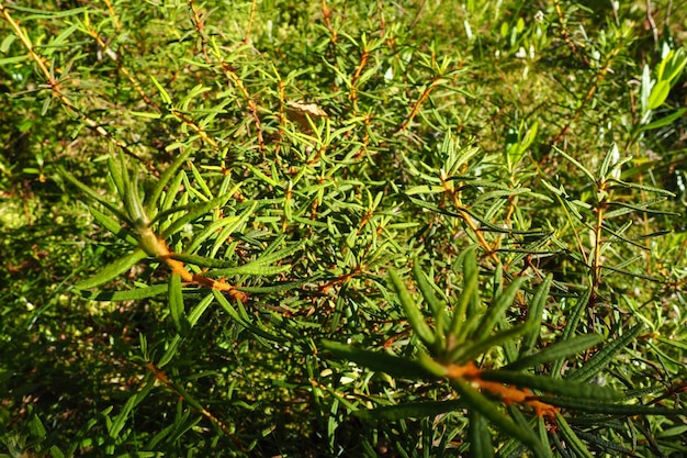 Marsh rosemary ledum palustre é uma espécie de planta do gênero ledum da família urze ericacea