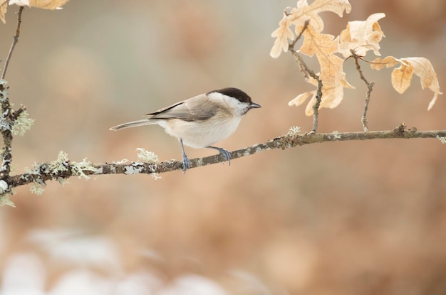 Marsh Tit en un día muy frío de enero nevando con la última luz de la tarde en un bosque de robles