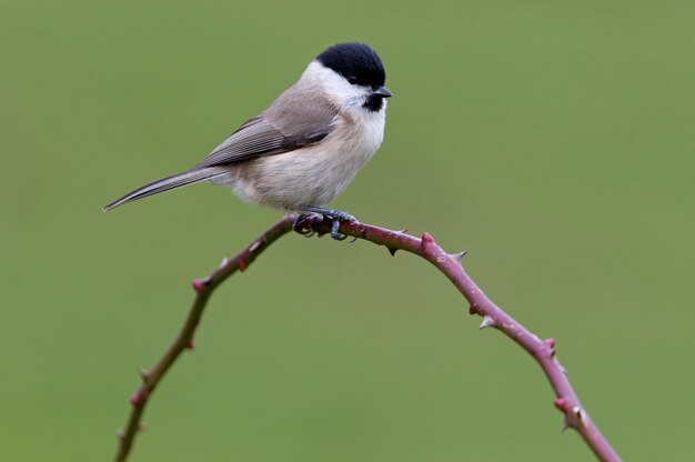 Marsh Tit con luz del atardecer en la rama, pájaros, animales, Poecile palustris