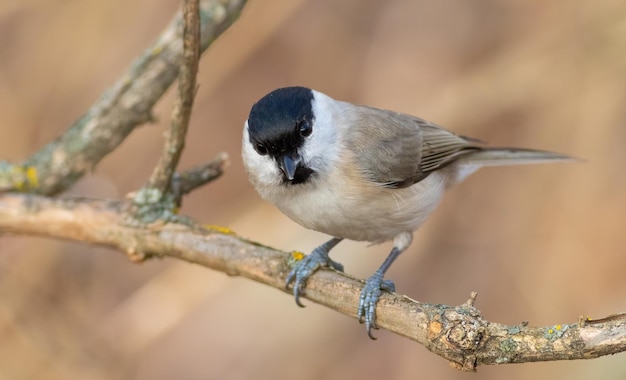 Marsh Tit Poecile palustris Um pássaro senta-se em um galho de árvore