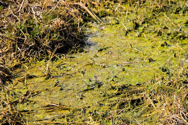 Marshland com algas em água parada