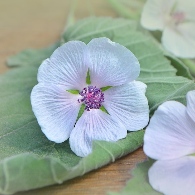 Marshmallow Althaea officinalis