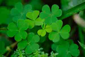 Foto marsilea mutica (trébol de agua de cuatro hojas) es una encantadora planta acuática que forma una estera de cuatro flotantes.