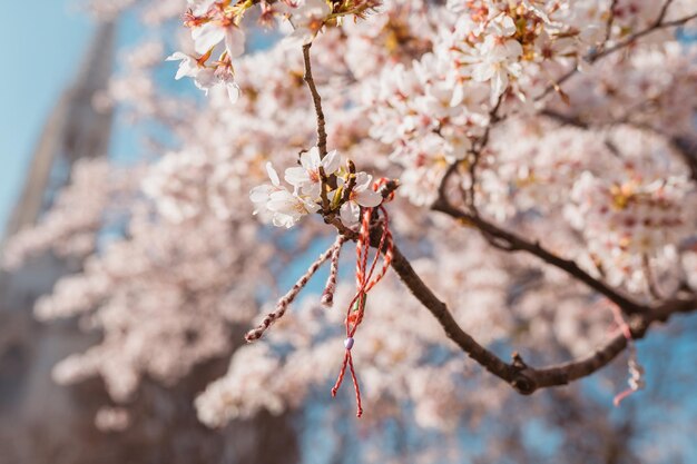 Martenitsa atada a la rama de un árbol en la primavera foto conceptual de la cultura balcánica