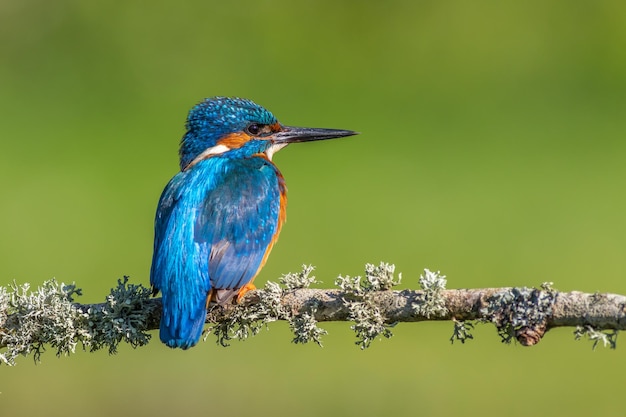 martim-pescador alcedo atthis