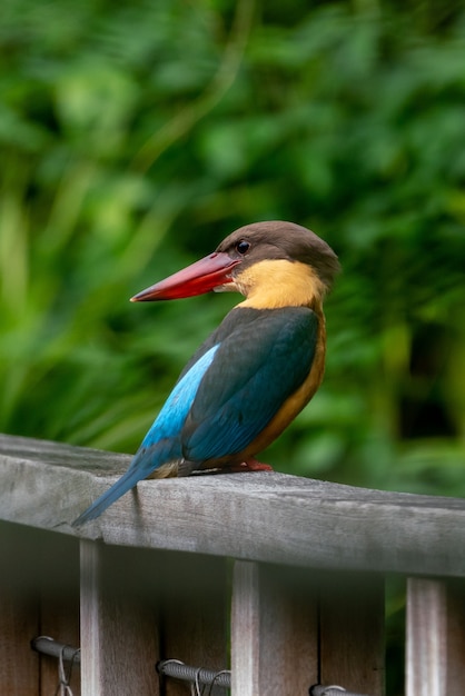 Martim-pescador-cegonha empoleirado na ponte de madeira