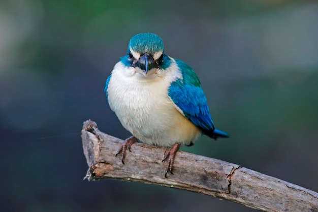 Foto martim-pescador colarinho todiramphus chloris