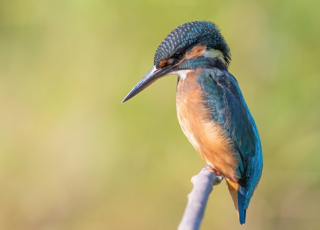 Martim-pescador-comum Alcedo atthis A fêmea senta-se num galho contra um belo fundo