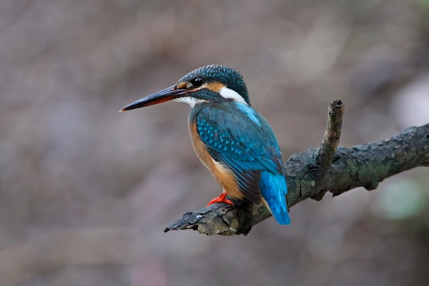 Martim-pescador-comum Alcedo atthis belas aves fêmeas da Tailândia