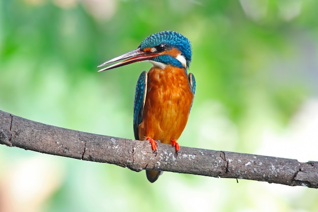 Martim-pescador-comum Alcedo atthis belas aves fêmeas da Tailândia